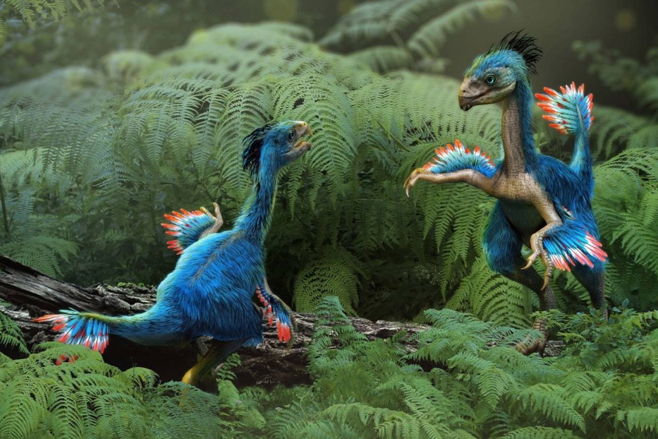 Kaudipteryks - wizualizacja dinozaura