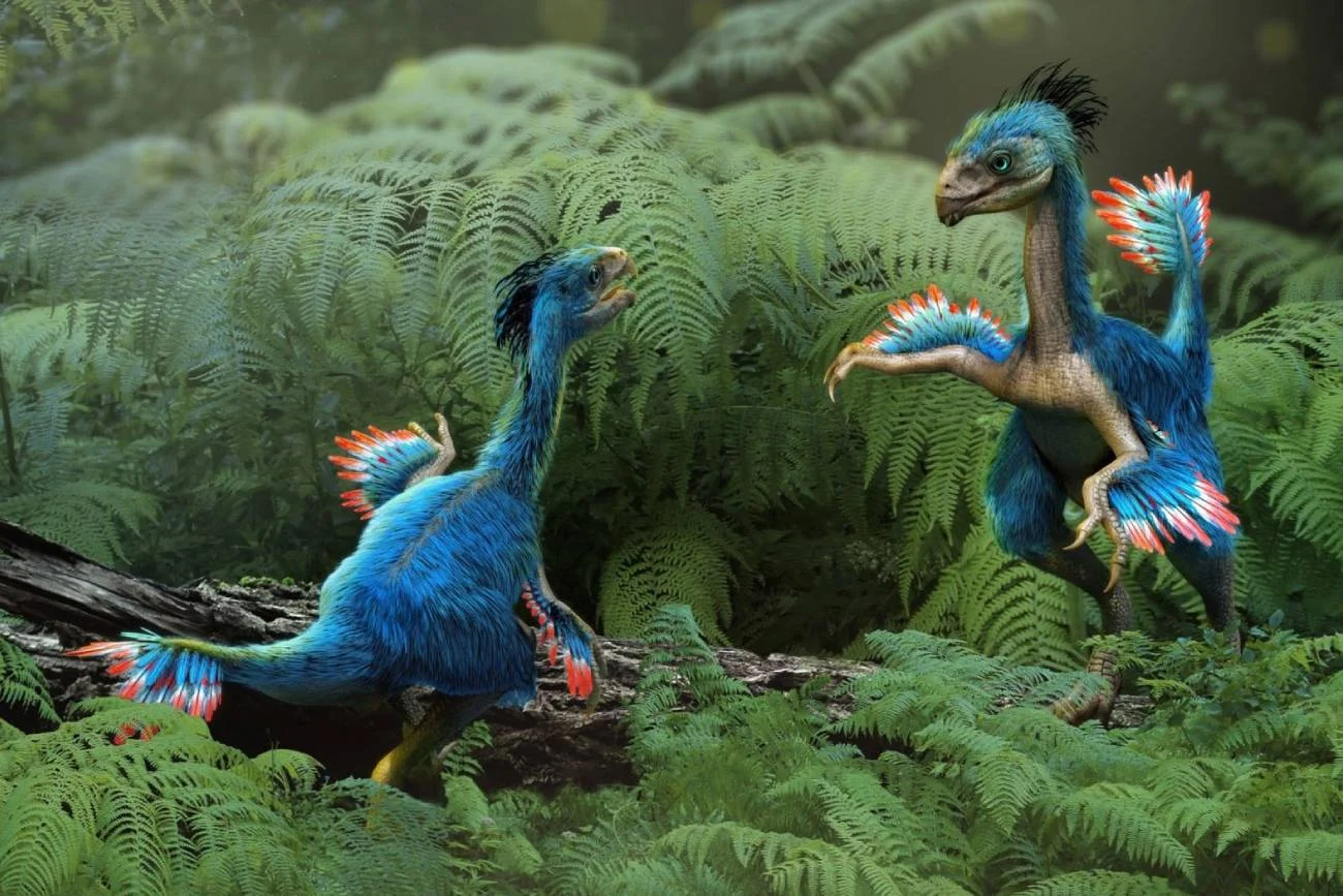 Kaudipteryks - wizualizacja dinozaura