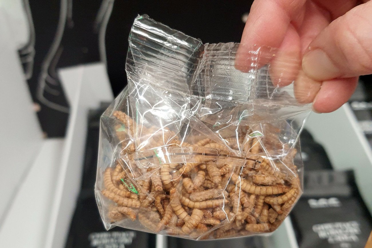 Unia Europejska chce zaakceptować kolejne odmiany owadów jako produkt spożywczy