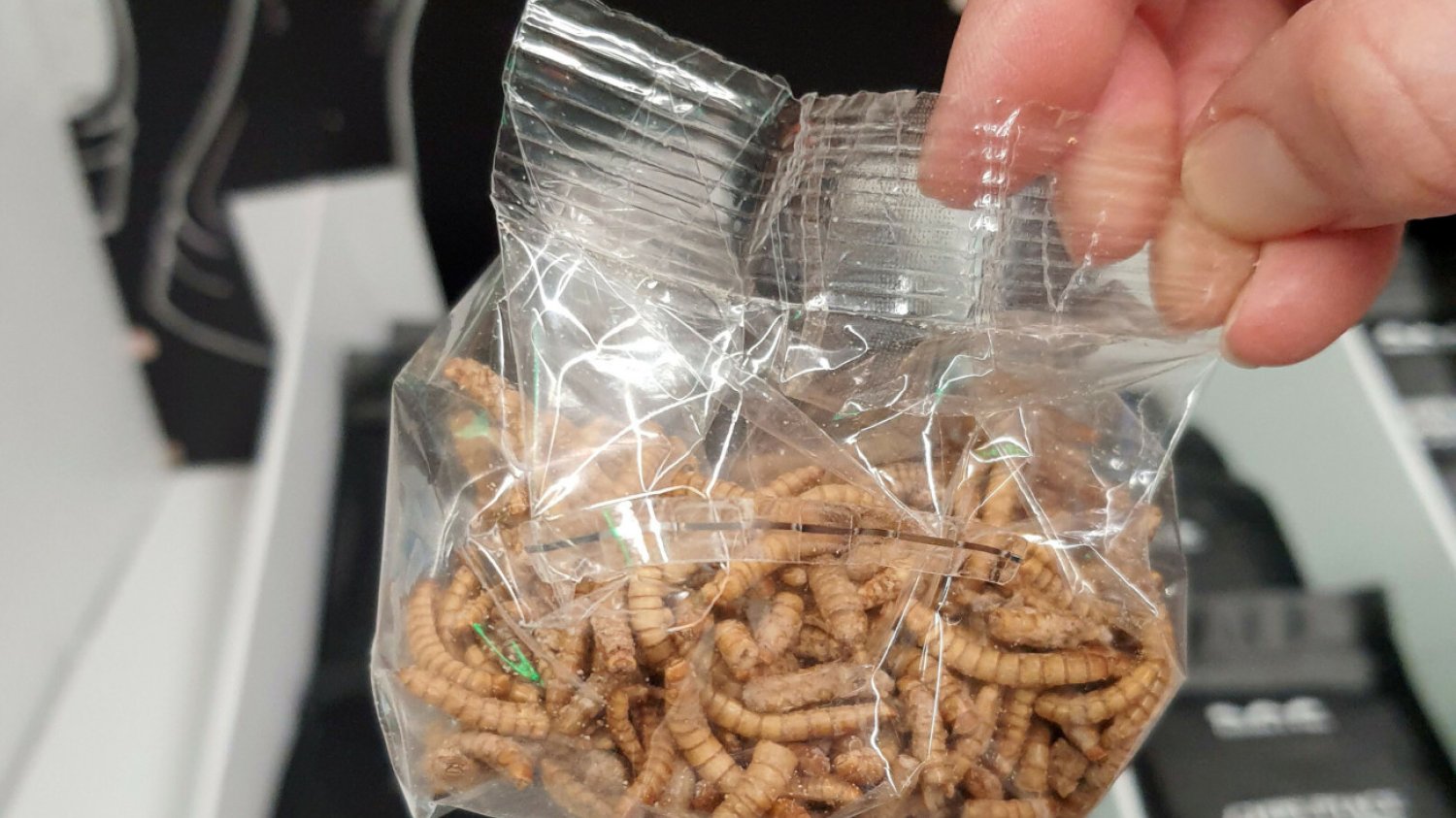 Unia Europejska chce zaakceptować kolejne odmiany owadów jako produkt spożywczy