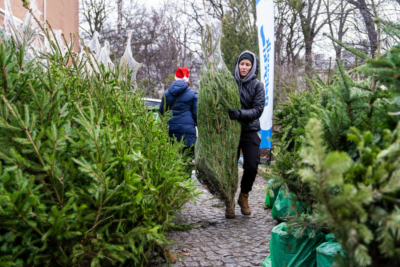 Jodła kaukaska jak co roku, również w tym sezonie jest droższa od świerku. Powodem jest dłuższa i bardziej wymagająca uprawa tego drzewka.