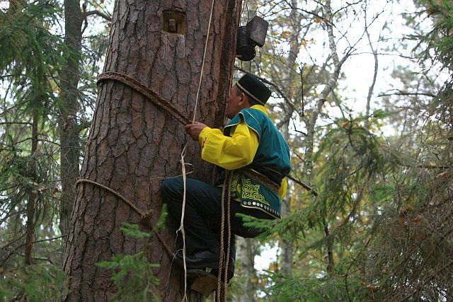 Od kilku lat w przywracaniu w Polsce tradycji stawiania leśnych uli, naukowcom, leśnikom i przyrodnikom pomagają bartnicy z Baszkirii