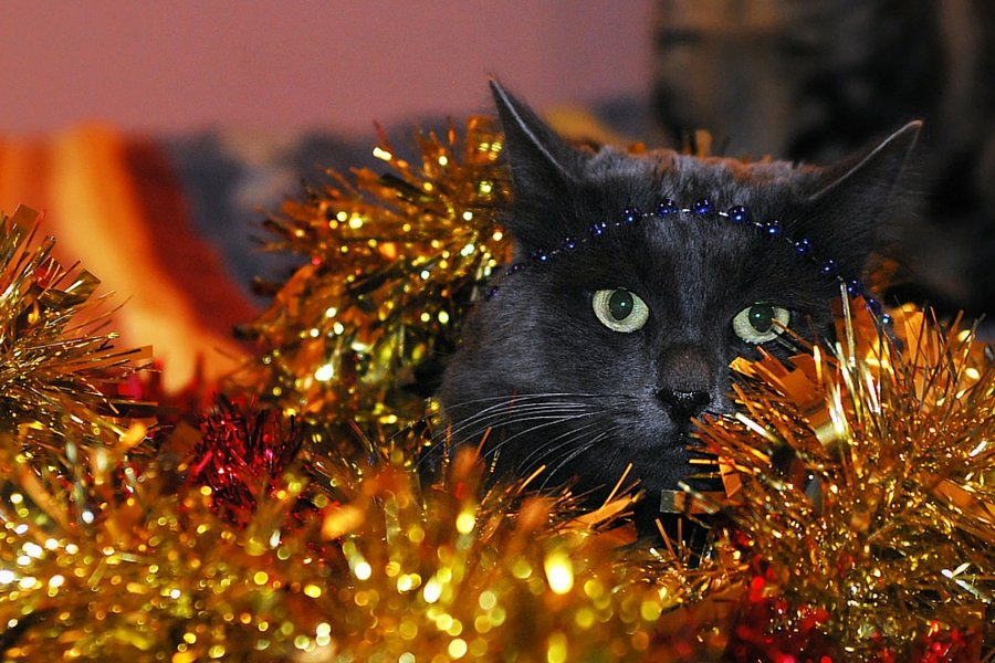 Zachowanie kotów może być znakomitą inspiracją