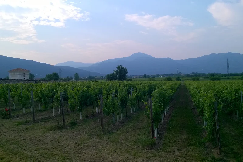 Winnice w regionie Franciacorta, należące do Guido Berlucchini.