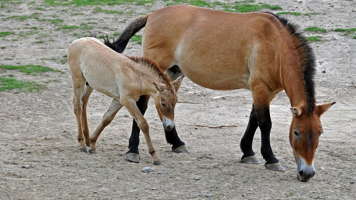 Narodziny sklonowanego źrebaka konia Przewalskiego