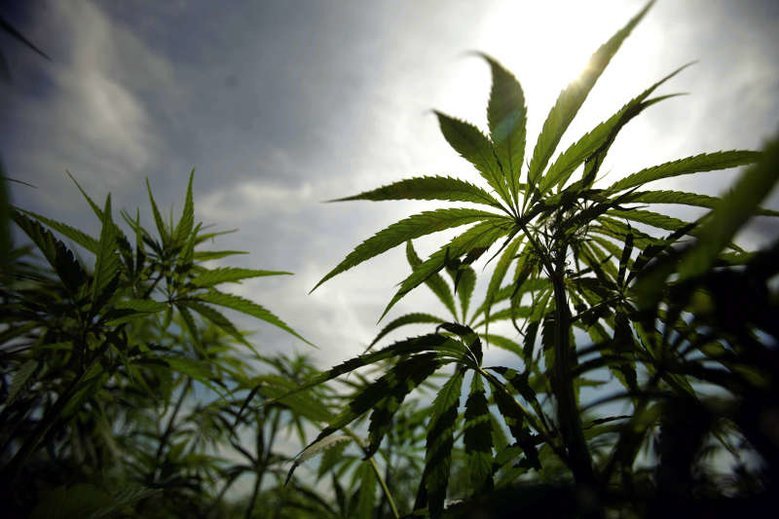 Władze Nowej Zelandii pozostawią obywatelom decyzję o legalizacji marihuany