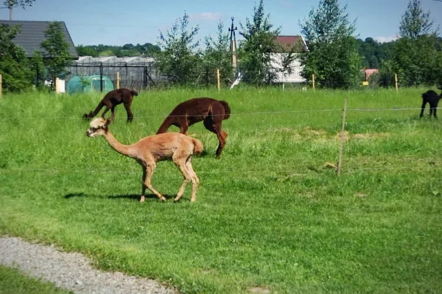 Do hodowli 30 alpak należy mieć co najmniej 1 hektar - opowiada Wierzbicki