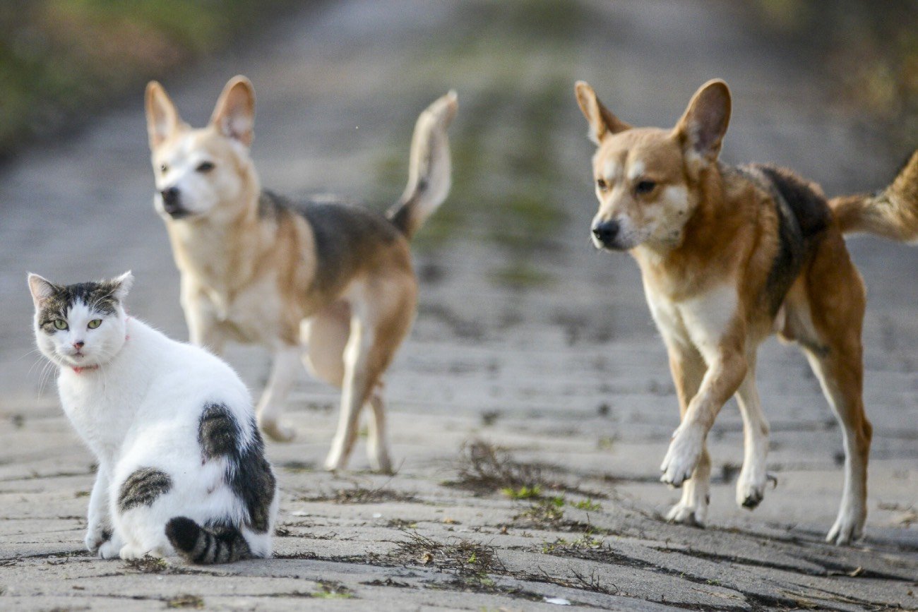 Dopłaty na psa i kota od gminy lub miasta. Można dostać nawet 500 zł. Co trzeba zrobić?