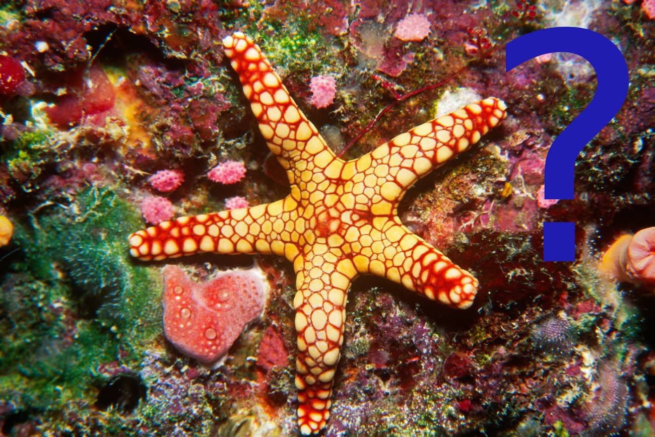 Naukowcy ustalili, gdzie rozgwiazda ma głowę - wszędzie.