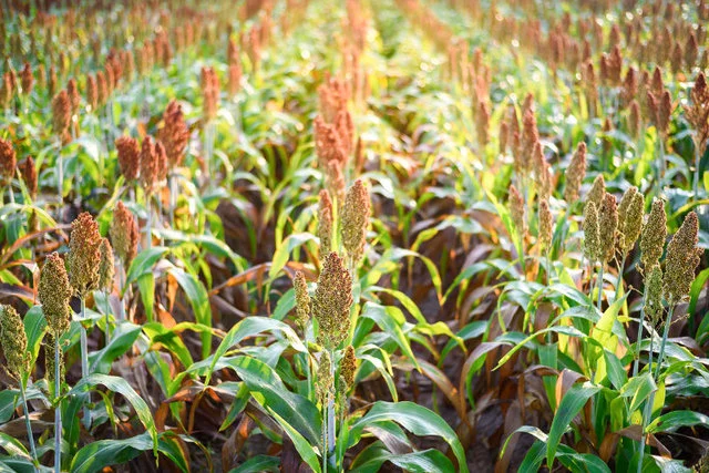 Sorgo, które ma zastąpić... kartofle