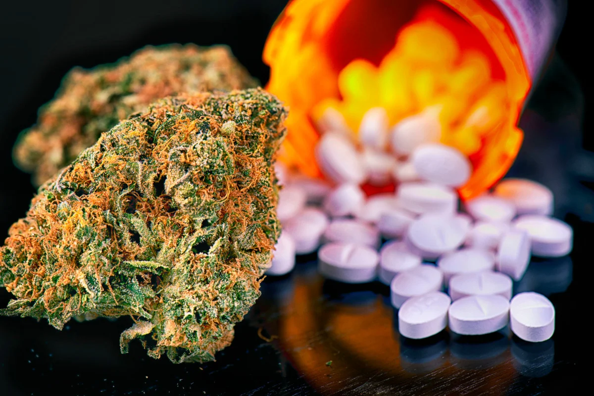 konopie indyjskie dostępne w aptece, tzw. marihuana medyczna