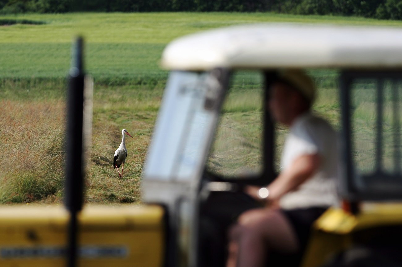 Sianokosy, ciągnik Ursus, w tle bocian.