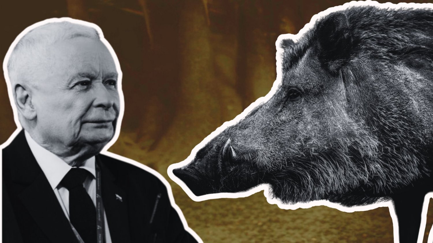 Dzik jest dziki, Kaczyński chrumka, ASF hula. Za 700 mln zł zaprosiliśmy dziki do miast