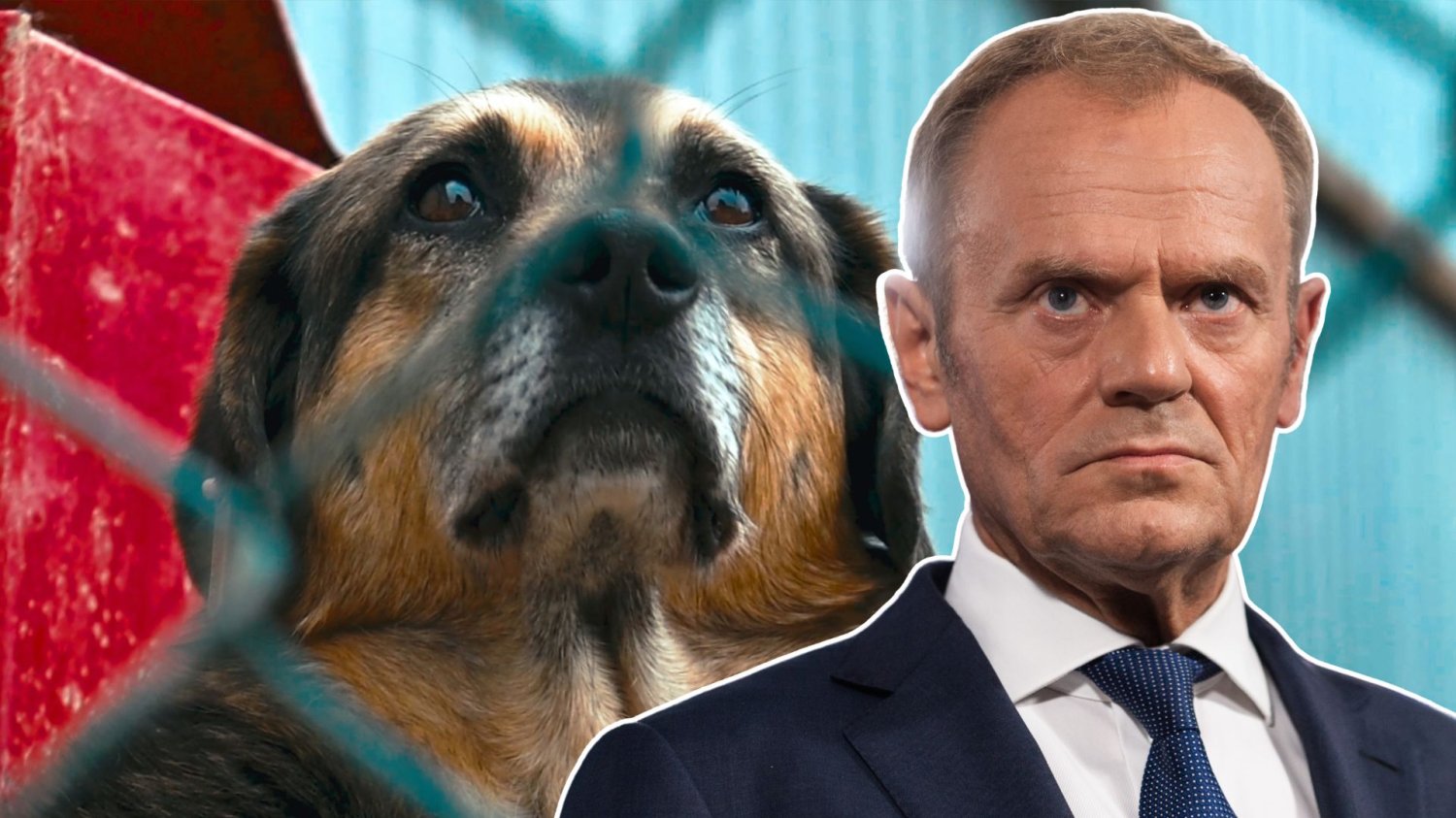 Donald Tusk na tle psa w schronisku. Premier skomentował zamknięte schroniska w Sobolewie.