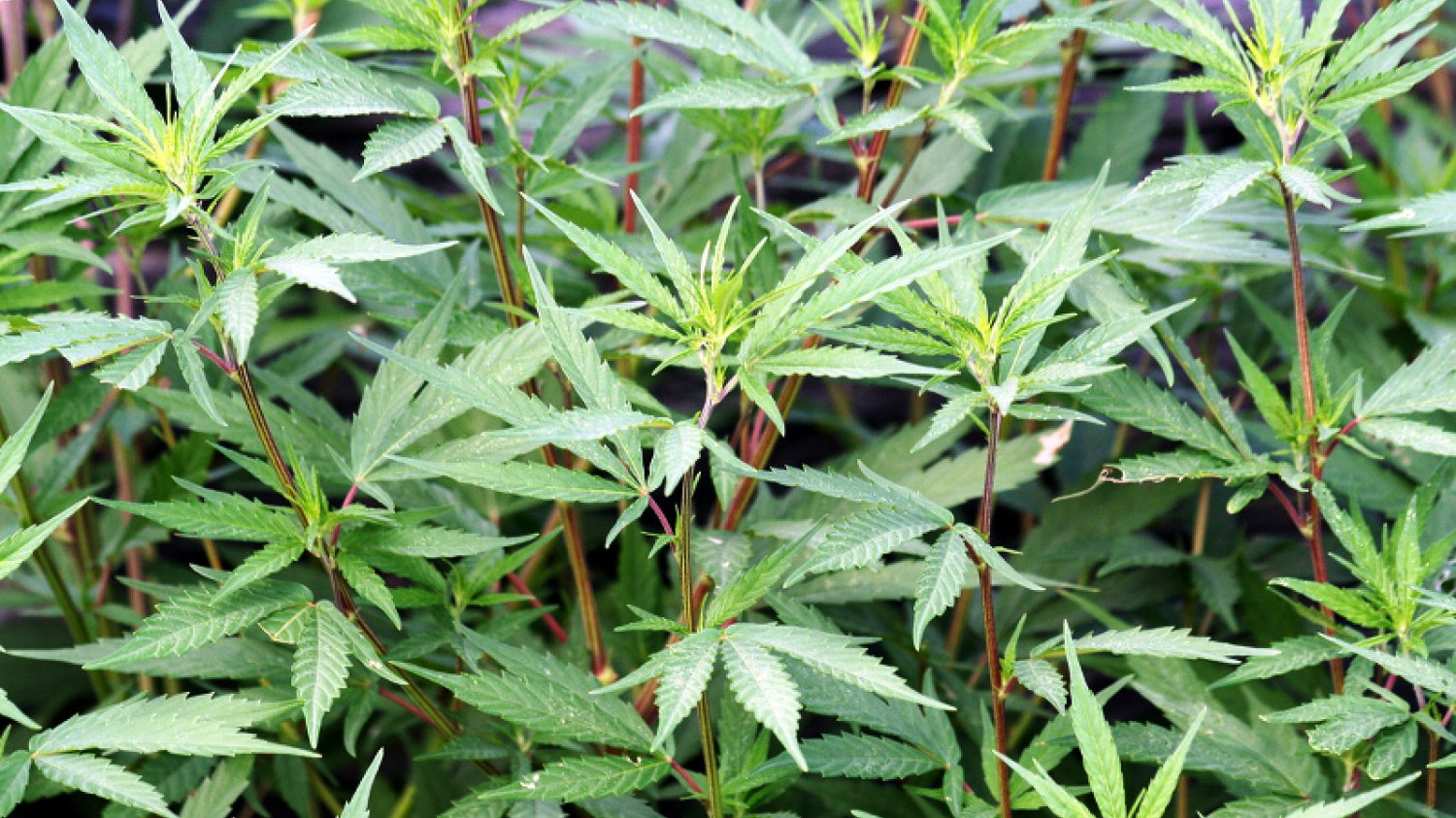 Cannabis sativa - jej uprawa w Polsce jest możliwa przy spełnieniu kilku warunków
