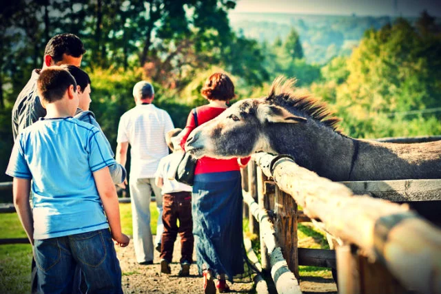 Do mini zoo Kucyk tłumnie przybywają zagraniczne wycieczki