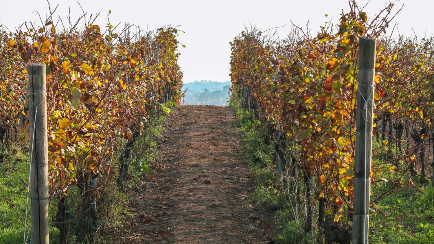 Polska firma przejmuje rumuńskich winiarzy. Jest zgoda na transakcję