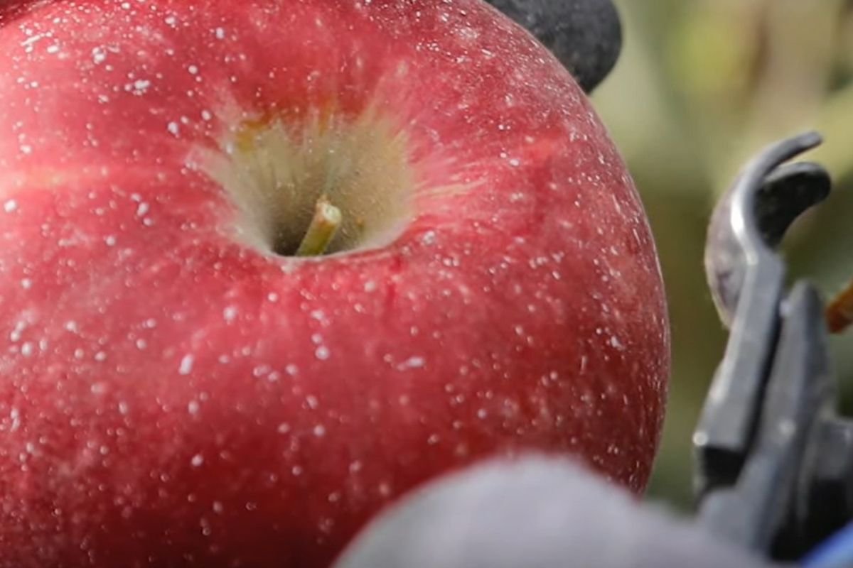 Ta nowa odmiana jabłek trafia do sprzedaży. Cosmic Crisp przetrwa w lodówce nawet rok.