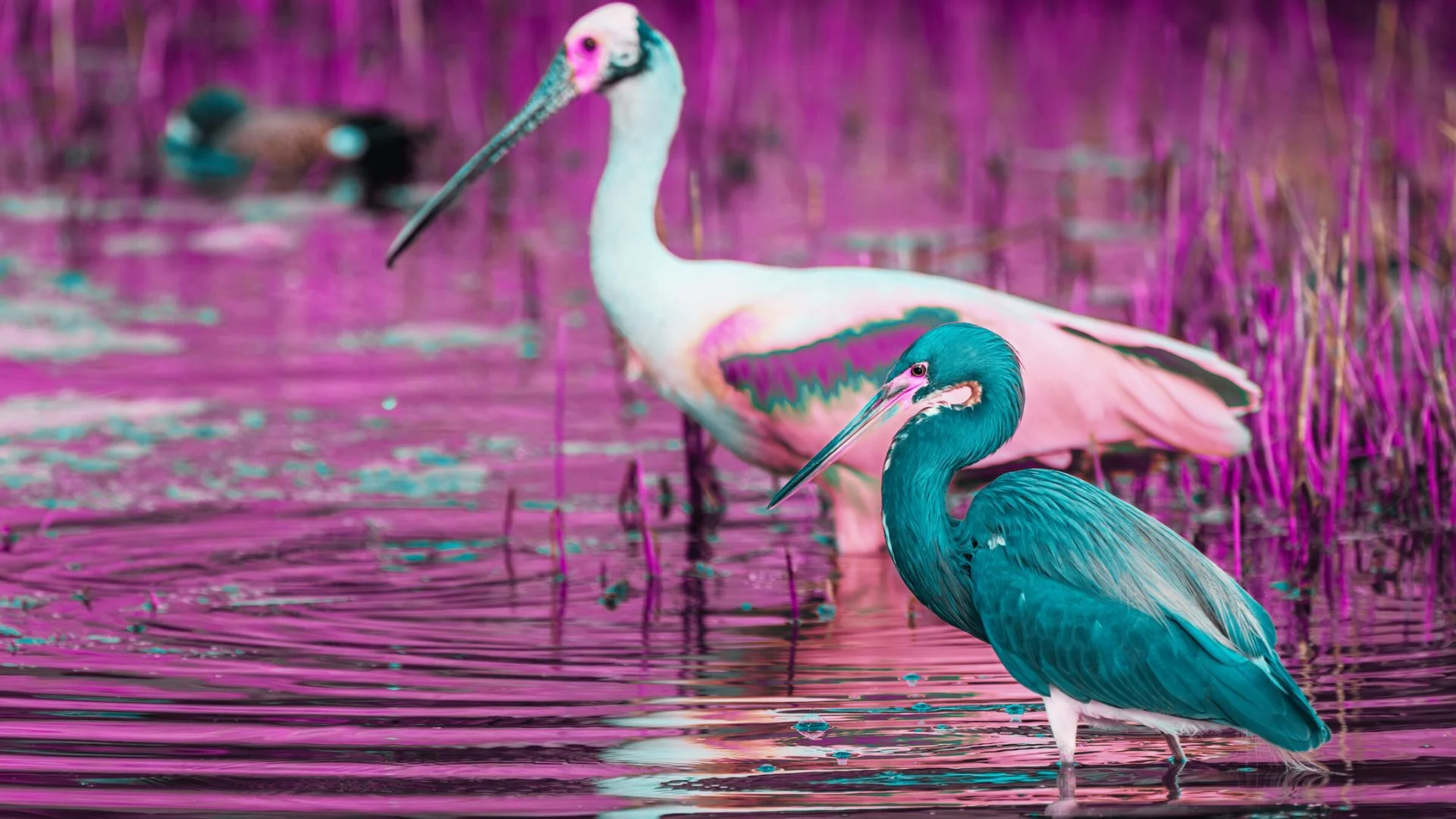 Warzęcha rozeta i czapla trójbarwna spędzają razem czas w Lakewood Ranch, niedaleko Sarasoty na Florydzie.
