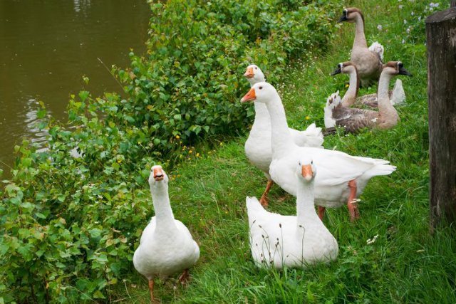 Polskie gęsi robią karierę w Hongkongu