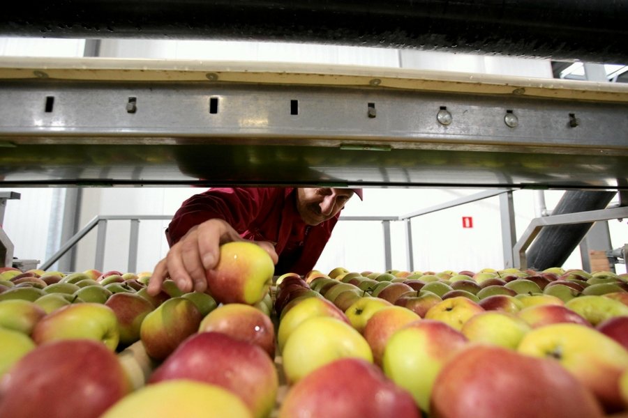 Sadownicy chcą bojkotować przetwórców, dopóki ci nie podniosą cen skupu.