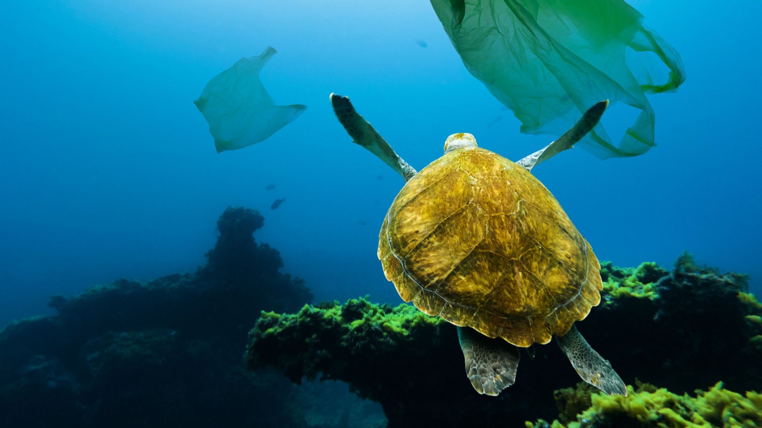 Plastikowe torby zaśmiecają dziś ziemię i oceany. Tymczasem w zamyśle twórcy miały chronić planetę.