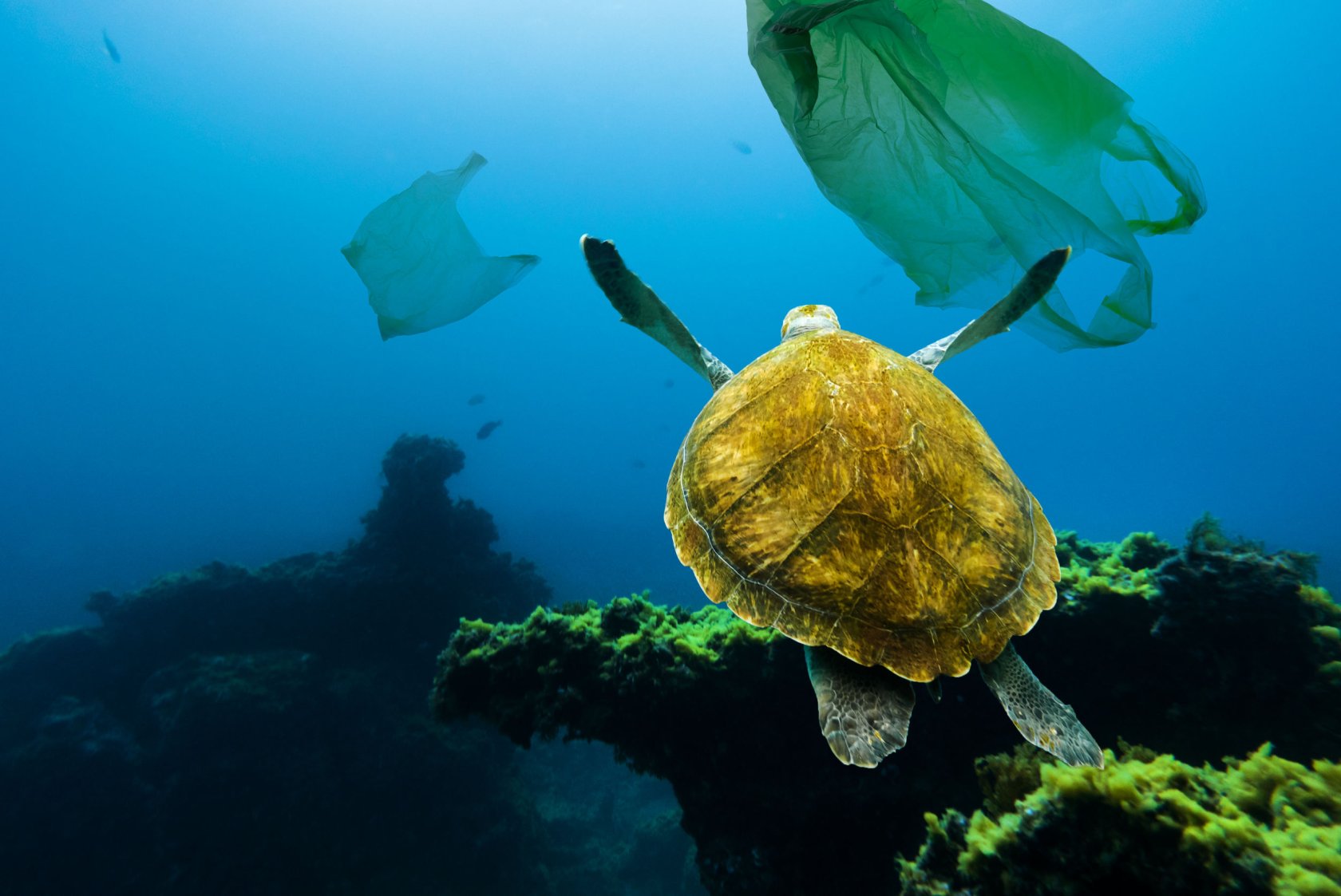 Plastikowe torby zaśmiecają dziś ziemię i oceany. Tymczasem w zamyśle twórcy miały chronić planetę.