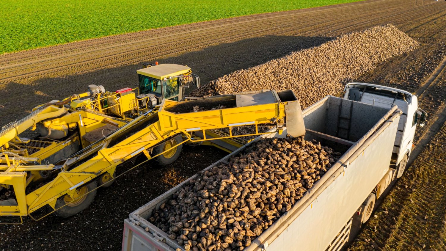 Produkcja cukru w Polsce bije rekordy. Nasza pozycja w UE jest coraz silniejsza
