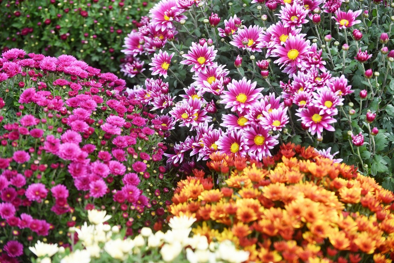 Chryzantemy drobnolistne znacznie podrożały