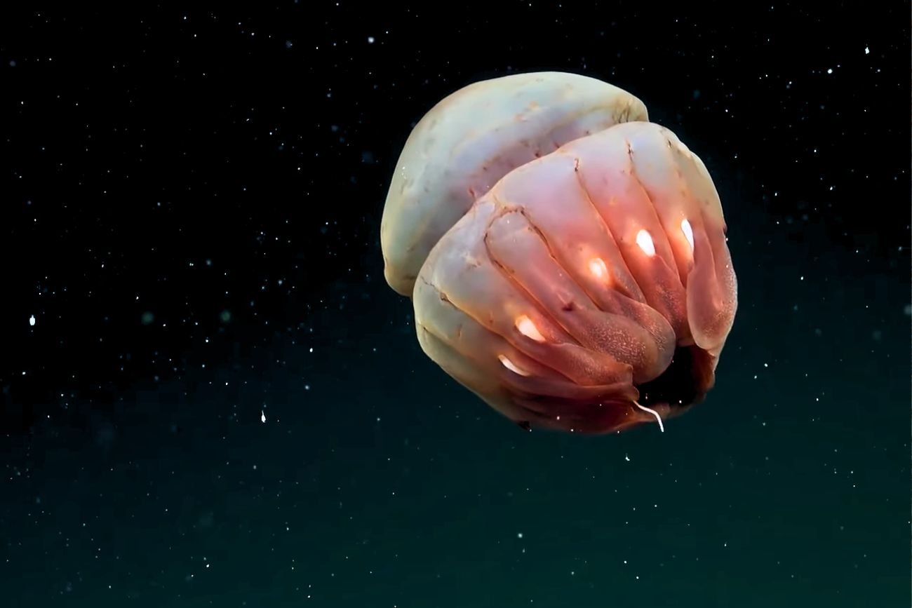 Transmisja na żywo z dna oceanu. Nagrali odkrycie 40 nowych gatunków