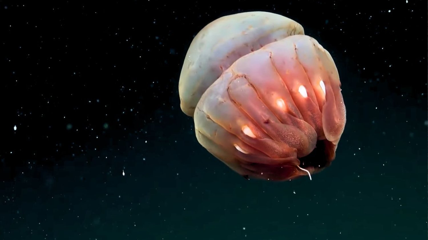 Transmisja na żywo z dna oceanu. Nagrali odkrycie 40 nowych gatunków Transmisja na żywo z dna oceanu. Nagrali odkrycie 40 nowych gatunków