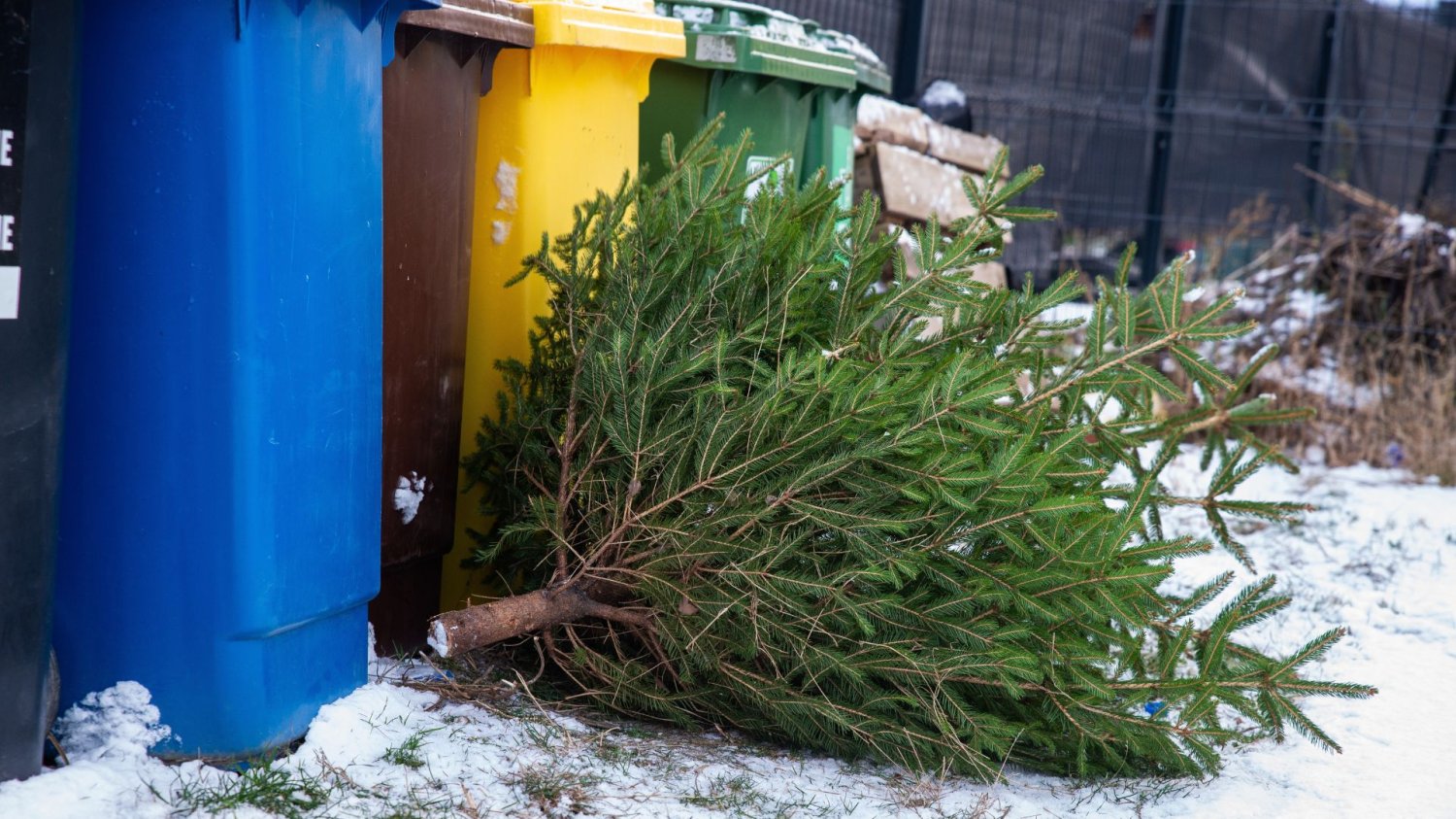 Castorama wprowadza wynajem choinek. Koniec z wyrzucaniem ich na śmietnik. Castorama wprowadza wypożyczanie choinek. Polacy oszaleją przed świętami.