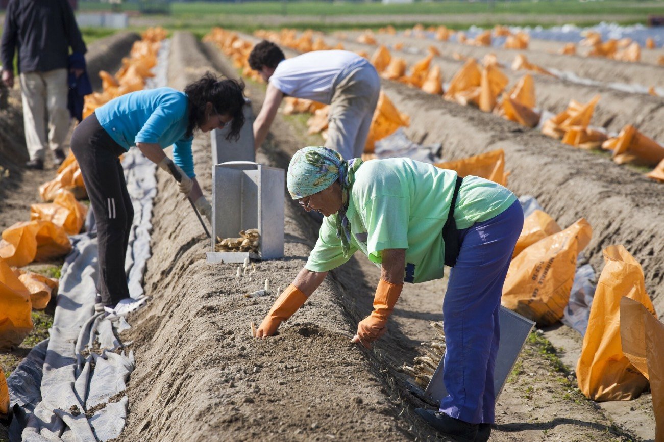 Praca sezonowa w Niemczech. Najnowszy raport ujawnia szereg nieprawidłowości.