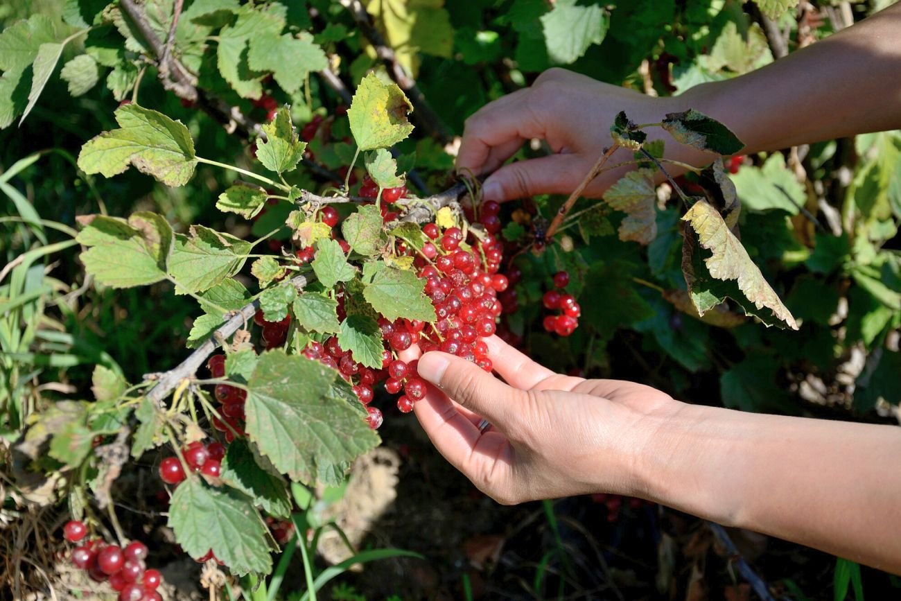 Plantatorzy porzeczek alarmują: skupy nie przyjmują ich owoców.
