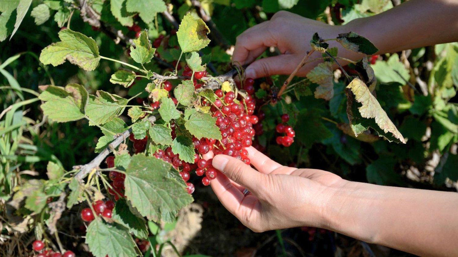Plantatorzy porzeczek alarmują: skupy nie przyjmują ich owoców.