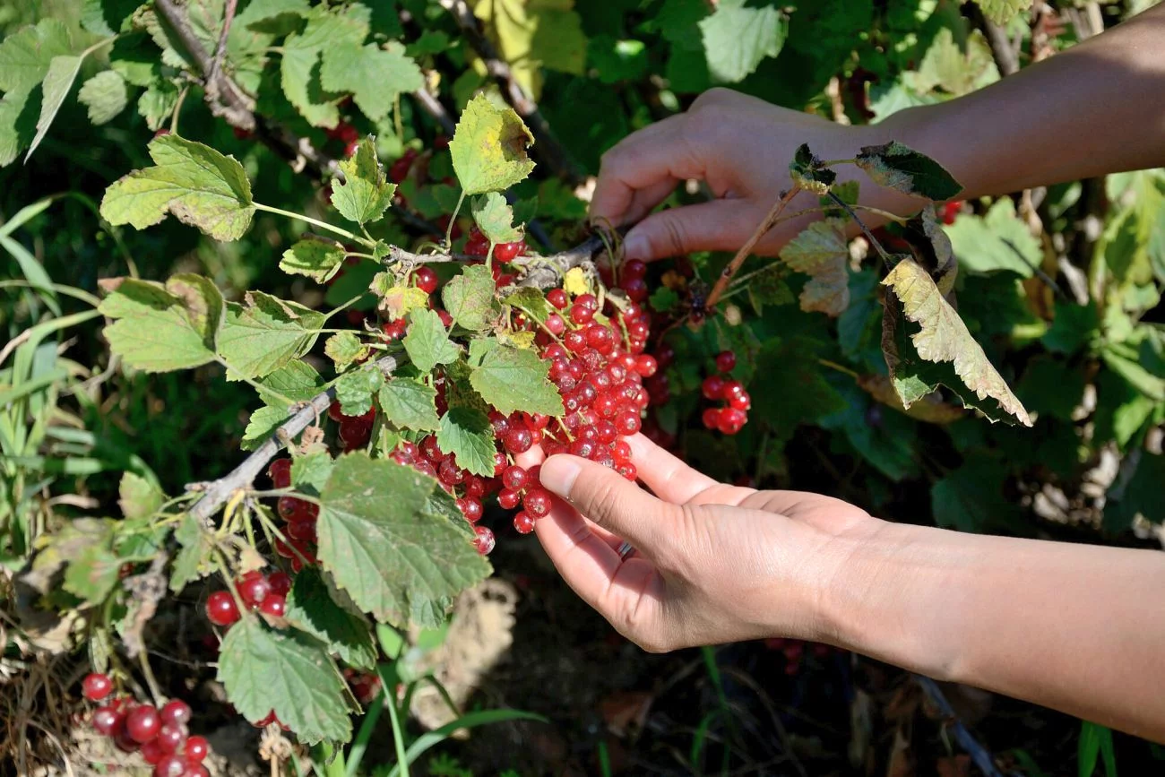 Plantatorzy porzeczek alarmują: skupy nie przyjmują ich owoców.