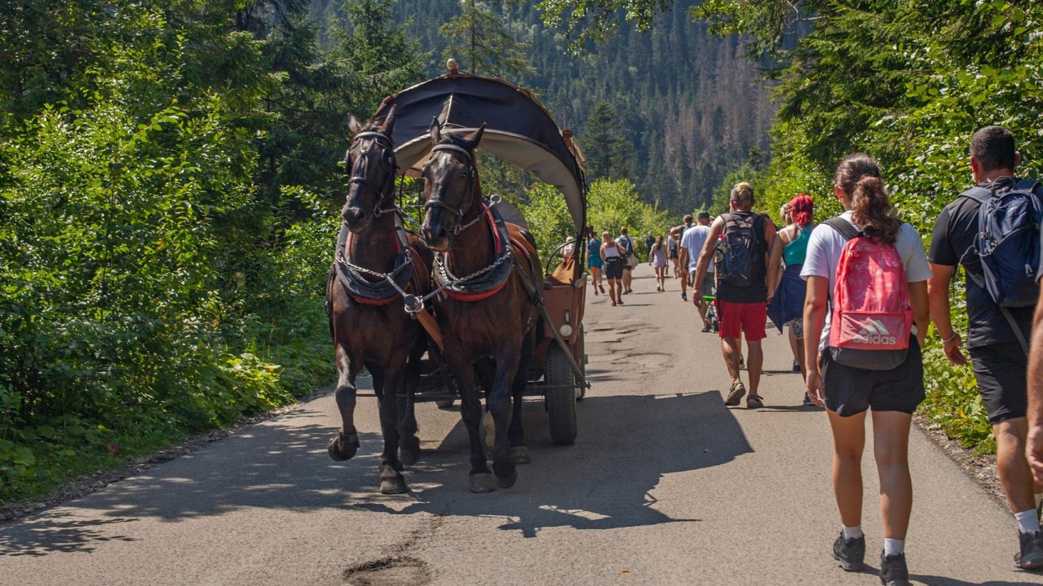 Konie zamiast elektryków w Tatrach. Majówka w cieniu wstydu. Trasa na Morskie Oko, konie, turyści.