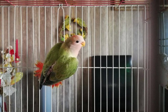 Pani Małgorzata Jarmolińska jest właścicielką amatorskiej hodowli ptaków ozdobnych i co pewien czas zamawia za pośrednictwem Poczty Polskiej nowe papugi