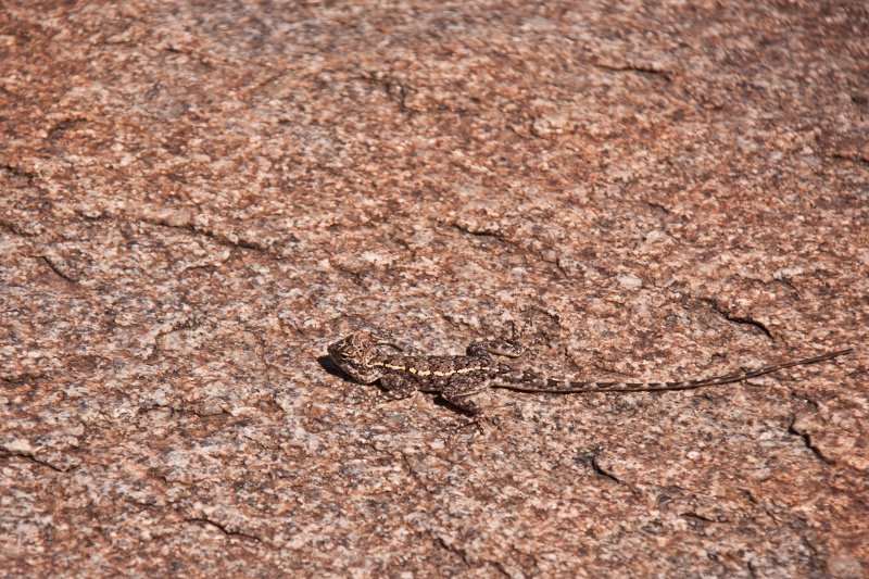 Jednym z dobrze znanych naturze sposobów na niewidzialność jest wtopienie się w tło otoczenia