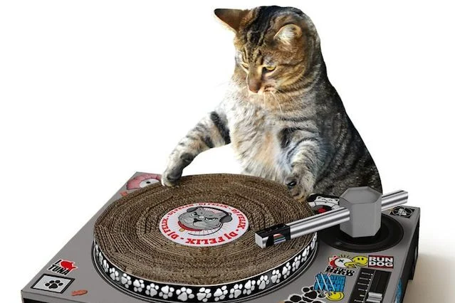 Kot w roli DJ-a.