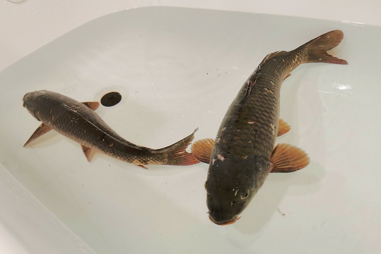 Ceny karpi w tym roku będą rekordowe