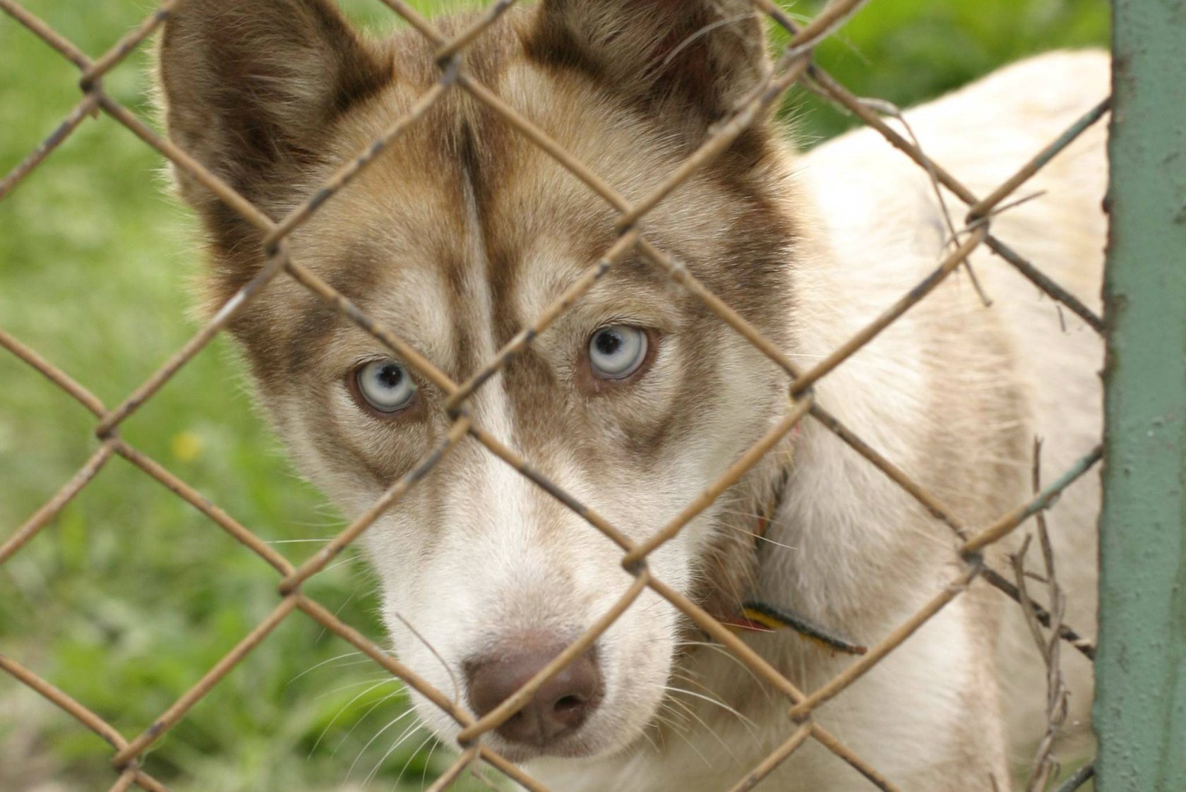 W Polsce husky są często oddawane do schronisk albo porzucane