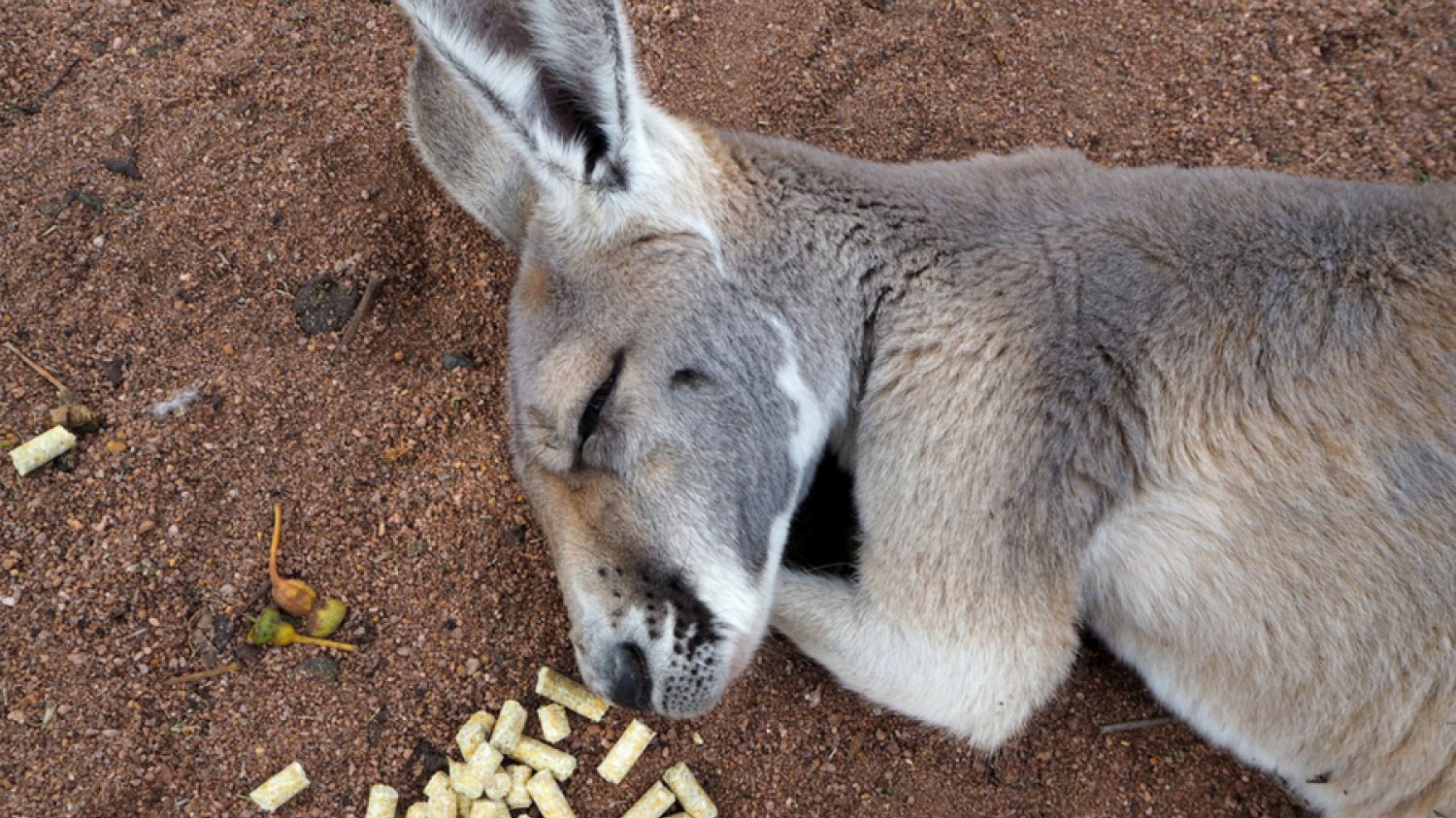 Dziwaczność kangurów to najlepszy dowód na to, że cała Australia to jedna wielka mistyfikacja. Przynajmniej dla zwolenników teorii spiskowych, w tej liczbie i płaskoziemców.