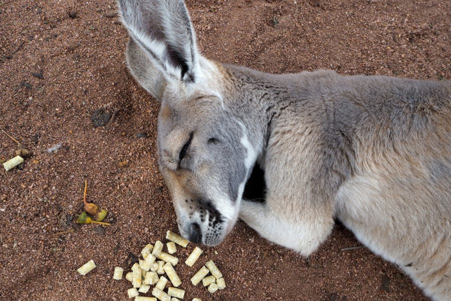 Dziwaczność kangurów to najlepszy dowód na to, że cała Australia to jedna wielka mistyfikacja. Przynajmniej dla zwolenników teorii spiskowych, w tej liczbie i płaskoziemców.