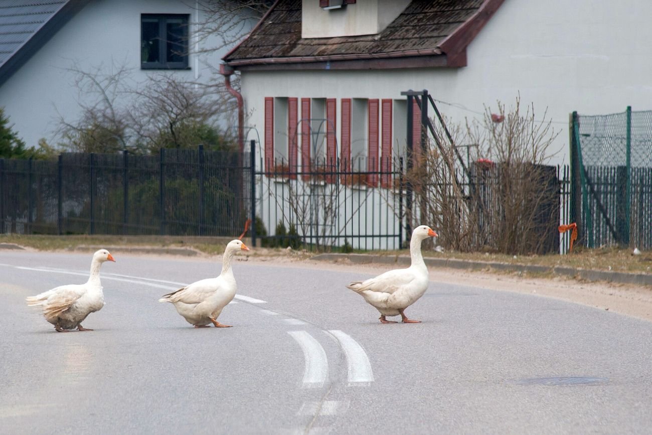 Poza Unią bylibyśmy zapóźnieni o dekadę rozwoju. Na naszym członkostwie najbardziej skorzystała polska wieś.