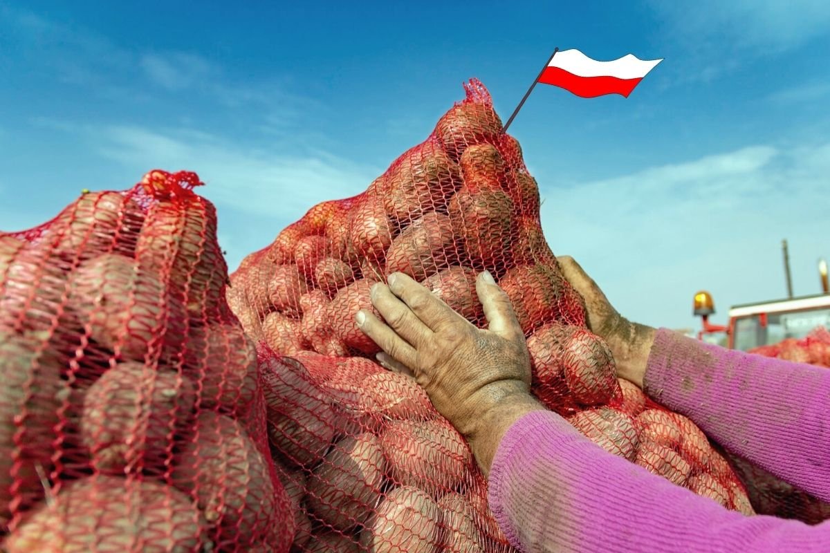 Europa przestała dominować w produkcji ziemniaka, rolę liderów przejęły Chiny z Indiami.