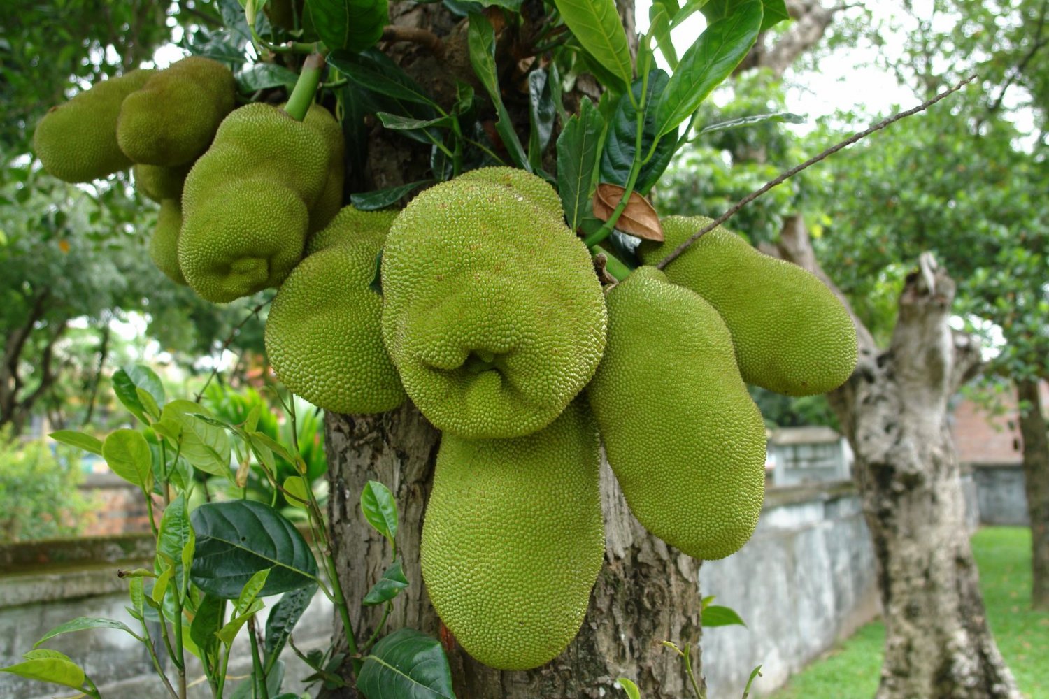 Dżakfrut to największy owoc na świecie, który smakuje jak mięso