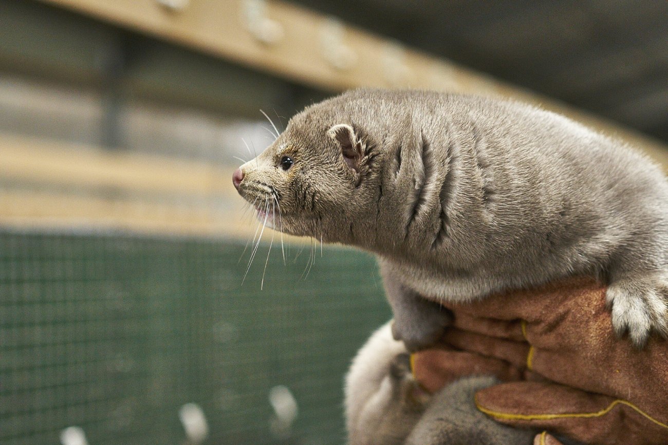 Do 2029 roku miałyby zostać zlikwidowane fermy futerkowe w Polsce.