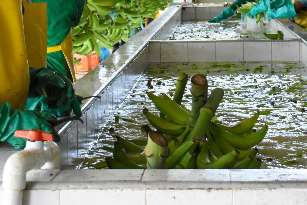 Chiquita opłacała organizację terrorystyczną.