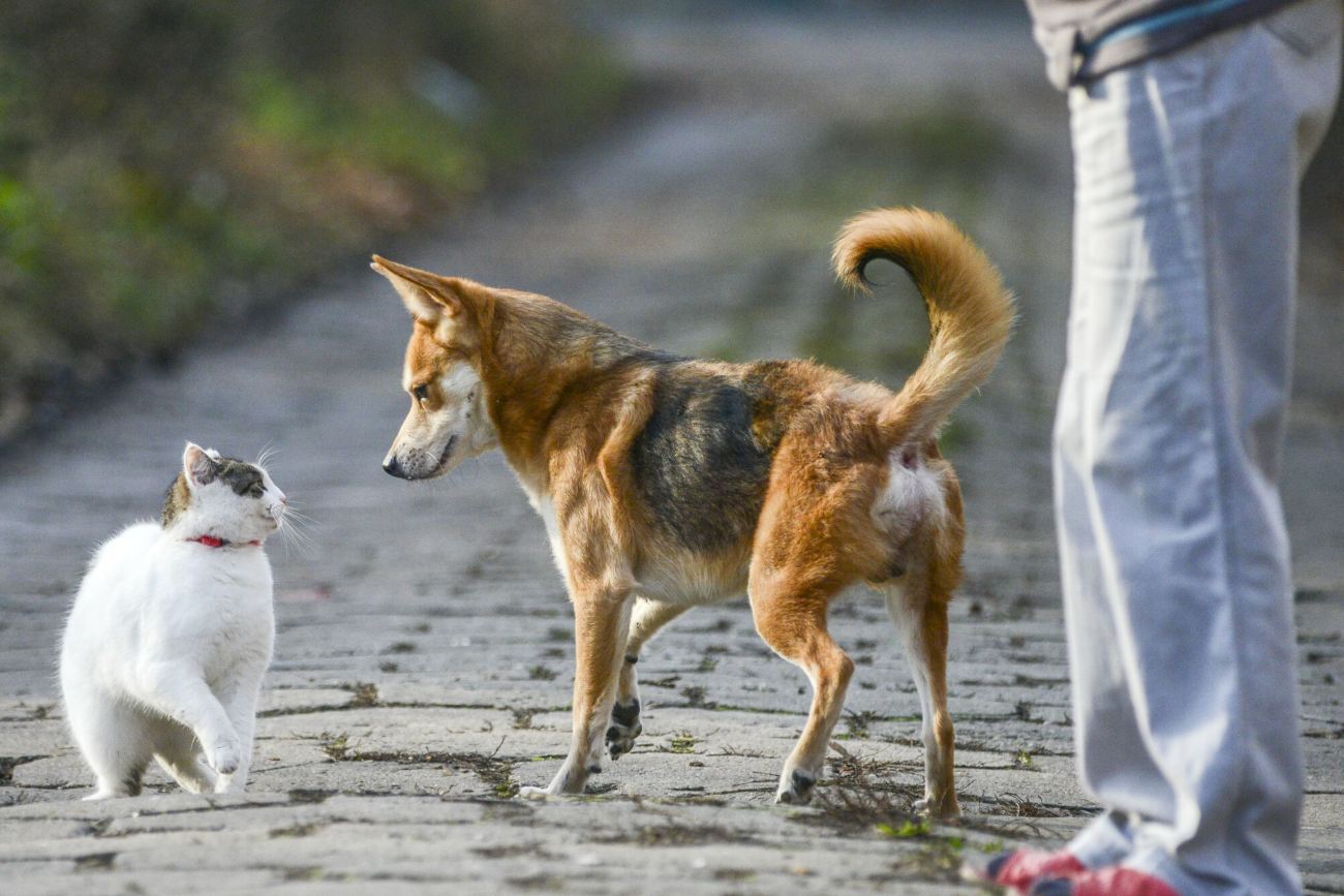 Do Kancelarii Prezesa Rady Ministrów trafił projekt Ustawy o Krajowym Rejestrze Oznakowanych Psów i Kotów
